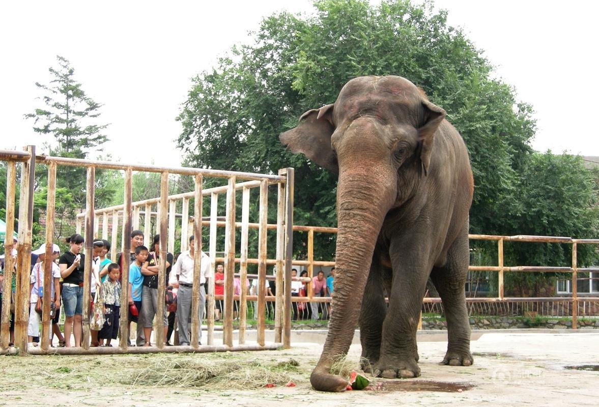 Asian elephant ‘reborn’ in Jilin
