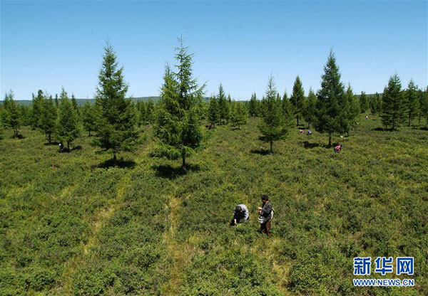 Jilin loggers looking for a different approach to their work