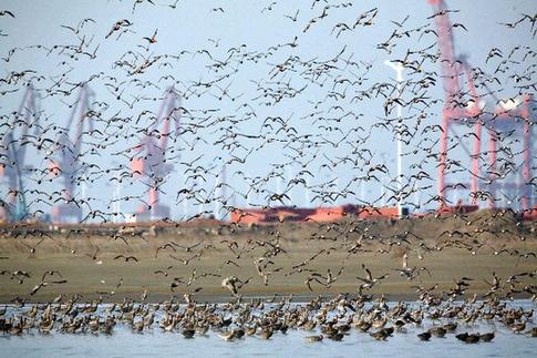 Birds Viewing Festival opens at China-DPRK border city