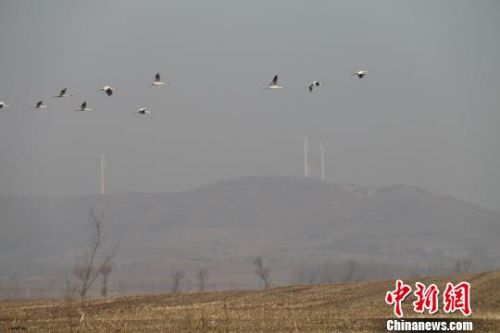 Migratory birds arrives in Huanzidong National Wetland Park