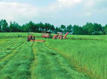 Pastures are now alive