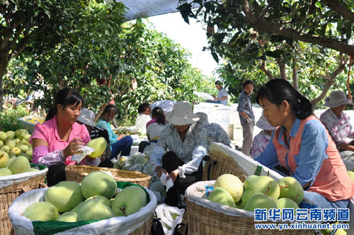 Lijiang's Huaping county: Celebrate harvest in autumn