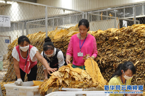 Lijiang's Huaping county: Celebrate harvest in autumn