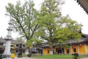 'Gingko couple' join list of Top 100 Ancient Trees
