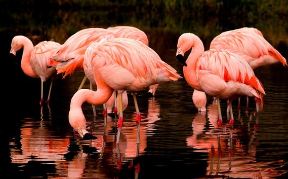 cubanflamingosinqingdao