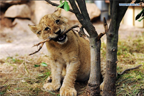 manchuriantigercubsafricanlioncubsmeetpressinechina