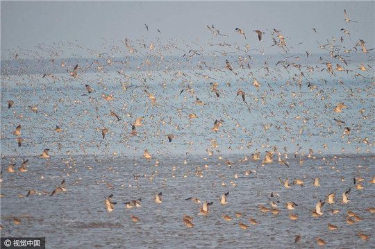 Magnificent! Tens of thousands of migrant birds forage near Jiaozhou Bay