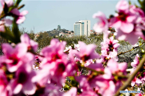 Flower appreciation event held in Qingdao, China's Shandong