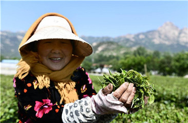 Farmers pick tea leaves in Qingdao, China's Shandong