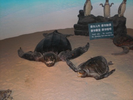 蓬莱海洋极地世界