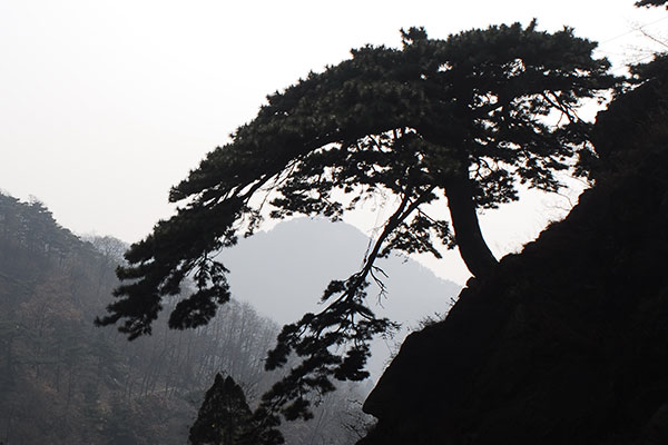 Data for Mount Tai's ancient trees stored on digital ID cards