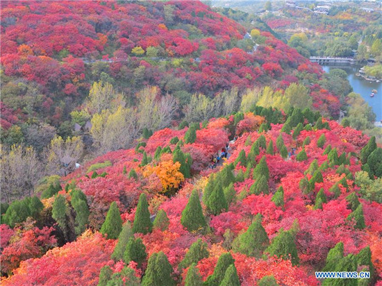 Charming autumn scenery in Jinan, E China's Shandong