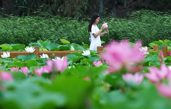 Enjoy blooming lotus in Taierzhuang wetland park