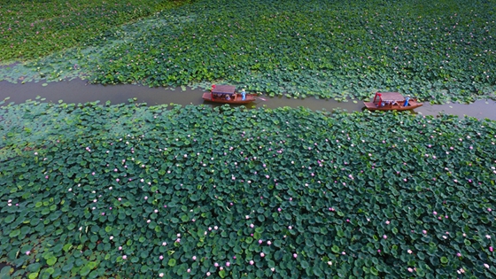 Enjoy blooming lotus in Taierzhuang wetland park