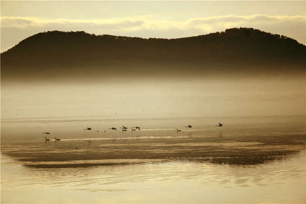 Swans seek wintering ground in Shandong