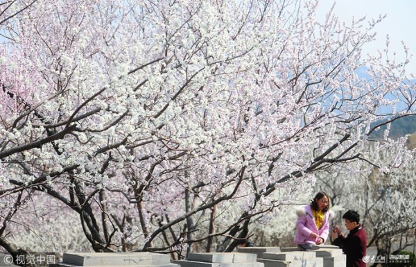 Peach blossoms seen at Qianfo Mountain Scenic Spot