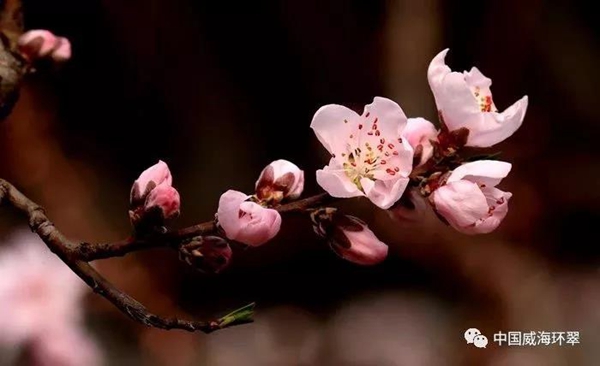 Admire peach blossoms in Weihai