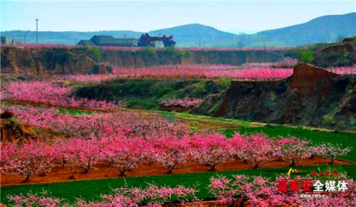 Peach blossom festival coming to Tai'an