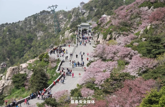 Flowering Chinese crabapples paint Mount Tai