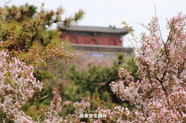 Flowering Chinese crabapples paint Mount Tai
