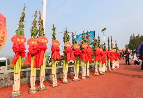 Spring onion festival held in Zhangqiu