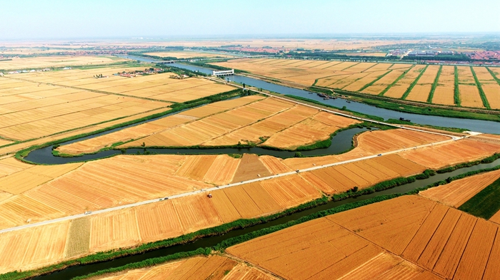 Wheat harvest kicks off in Dongying