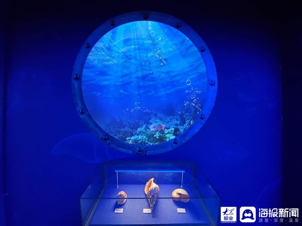 ​Seashell exhibition opens at Shandong Museum