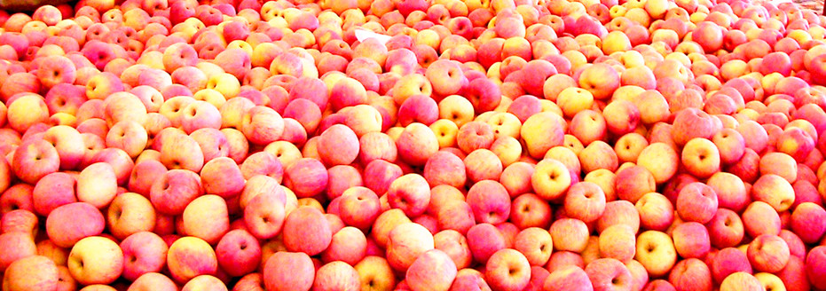 Yantai apple: King of fruits
