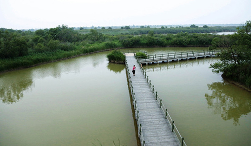 Asian media tour Dongying Yellow River Delta wetlands
