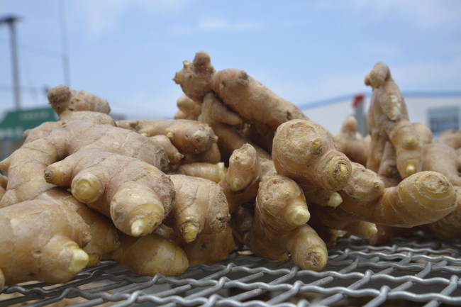 Ginger market benefits farmers in Laizhou