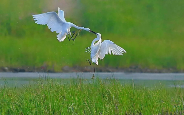 In pics: Flocks of egrets seen near Neijia River in Yantai