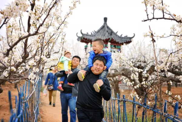 Laiyang pear blossoms festival conmes to Yantai