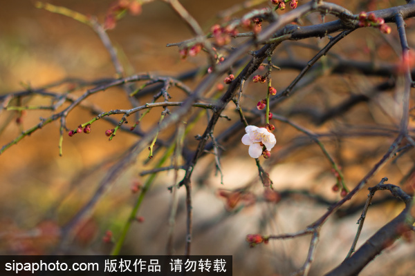 Spring scenery at Nanshan Park in Yantai