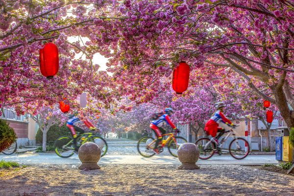 Cherry blossoms blanket Laiyang, Yantai