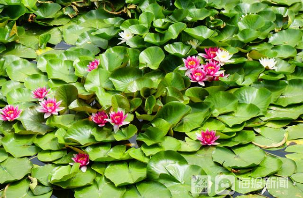 Water lilies in full bloom in Yantai