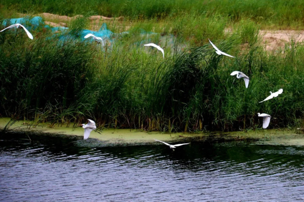 In pics: Egrets thrive in Yantai, Shandong province