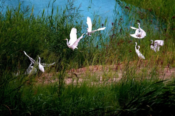 In pics: Egrets thrive in Yantai, Shandong province