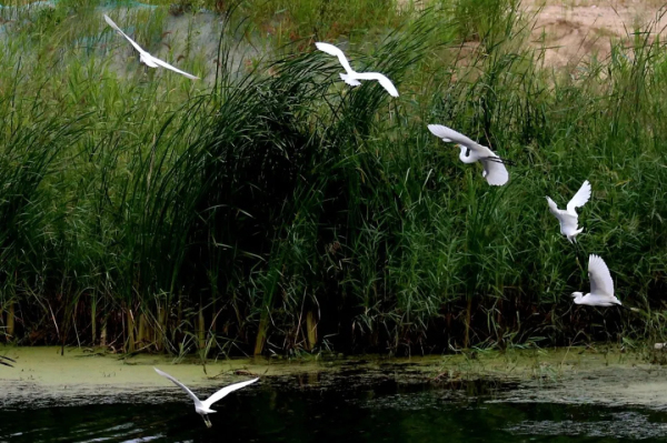 In pics: Egrets thrive in Yantai, Shandong province