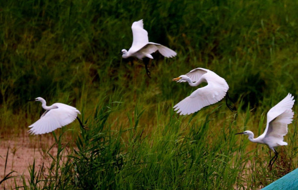 In pics: Egrets thrive in Yantai, Shandong province