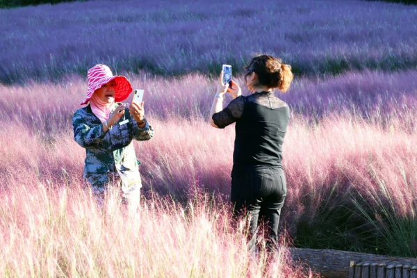 Pink fields of muhly grass appear on Kunyu Mountain