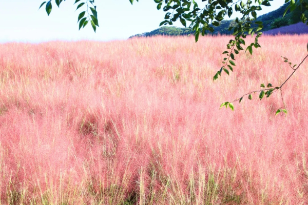 Pink fields of muhly grass appear on Kunyu Mountain