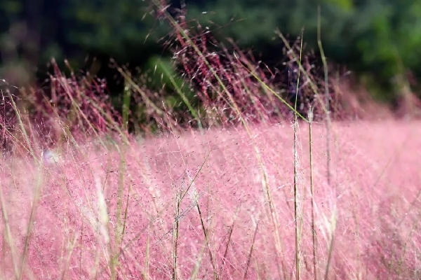 Pink fields of muhly grass appear on Kunyu Mountain