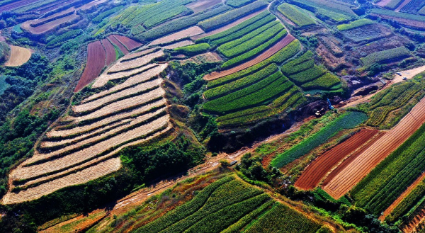 In pics: Colorful palette of autumn fields in Yantai