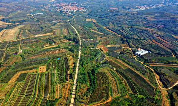 In pics: Colorful palette of autumn fields in Yantai