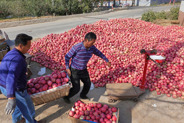 Farmers harvest apples in Yantai