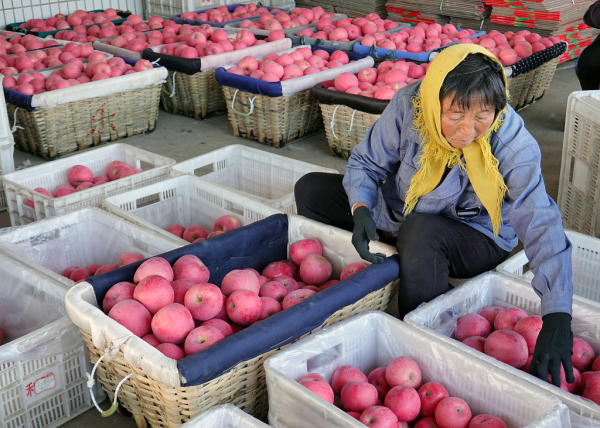 Farmers harvest apples in Yantai