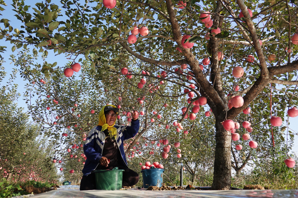 Farmers harvest apples in Yantai