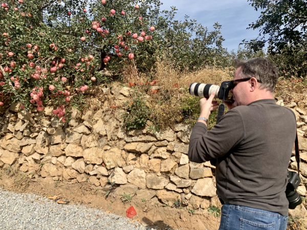 Discover century-old apple trees in Penglai