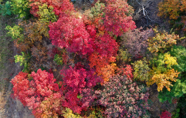 Autumn leaves paint Yantai's Penglai district red