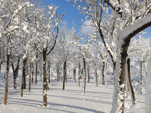 Heavy snow blankets Yantai